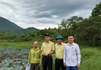 Mỹ Sơn tiếp nhận cá thể rùa hộp trán vàng quý hiếm, lan tỏa thông điệp bảo tồn đa dạng sinh học