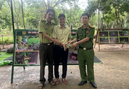 Mỹ Sơn tiếp nhận, thả về rừng cá thể Rùa núi vàng quý hiếm