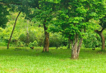 PHÁT HUY GIÁ TRỊ HỆ SINH THÁI RỪNG NHIỆT ĐỚI MỸ SƠN,  TIỀM NĂNG PHÁT TRIỂN DU LỊCH BỀN VỮNG