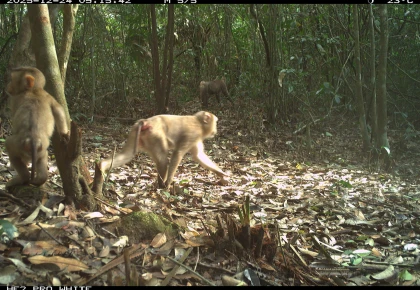 BÁO CÁO KẾT QUẢ ĐIỀU TRA ĐỘNG VẬT HOANG DÃ  THÔNG QUA GIÁM SÁT BẪY ẢNH TRÊN LÂM PHẬN KHU BẢO VỆ CẢNH QUAN DI TÍCH LỊCH SỬ – VĂN HÓA MỸ SƠN