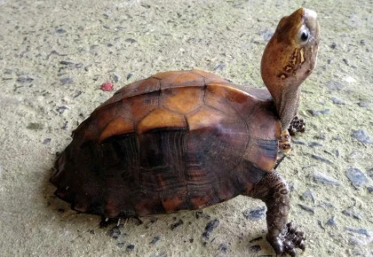 Tiếp nhận, thả cá thể rùa Sa Nhân quý hiếm về tự nhiên tại Mỹ Sơn