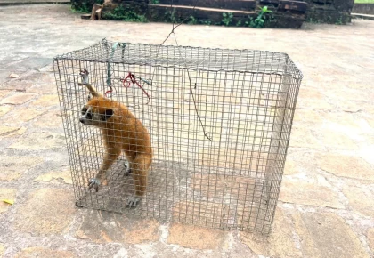 Ban Quản lý Di sản Văn hóa thế giới Mỹ Sơn tiếp nhận, thả về tự nhiên cá thể Cu li quý hiếm