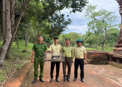 Ban Quản lý Di sản Văn hóa thế giới Mỹ Sơn phối hợp thả cá thể trăn gấm  quý hiếm về rừng