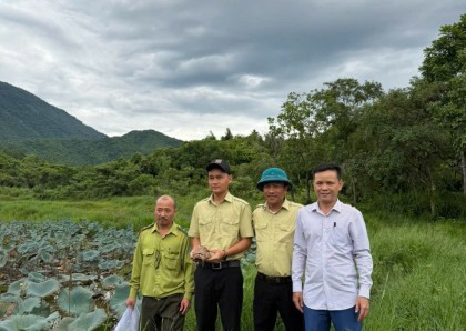 Mỹ Sơn tiếp nhận cá thể rùa hộp trán vàng quý hiếm, lan tỏa thông điệp bảo tồn đa dạng sinh học