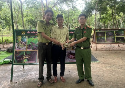 Mỹ Sơn tiếp nhận, thả về rừng cá thể Rùa núi vàng quý hiếm