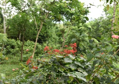 Mỹ Sơn bốn mùa hoa