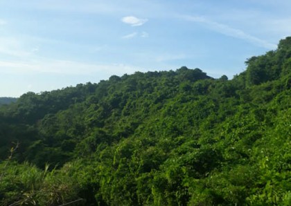 Đồng ý chủ trương xây dựng Đề án xác lập Khu rừng bảo vệ cảnh quan di tích lịch sử văn hóa Mỹ Sơn