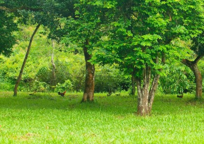 PHÁT HUY GIÁ TRỊ HỆ SINH THÁI RỪNG NHIỆT ĐỚI MỸ SƠN,  TIỀM NĂNG PHÁT TRIỂN DU LỊCH BỀN VỮNG