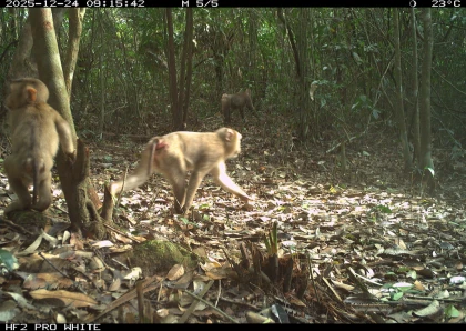 BÁO CÁO KẾT QUẢ ĐIỀU TRA ĐỘNG VẬT HOANG DÃ  THÔNG QUA GIÁM SÁT BẪY ẢNH TRÊN LÂM PHẬN KHU BẢO VỆ CẢNH QUAN DI TÍCH LỊCH SỬ – VĂN HÓA MỸ SƠN