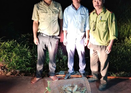 Trả một sinh linh về đại ngàn Mỹ Sơn - Câu chuyện nhỏ, thông điệp lớn về bảo tồn đa dạng sinh học