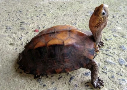 Tiếp nhận, thả cá thể rùa Sa Nhân quý hiếm về tự nhiên tại Mỹ Sơn