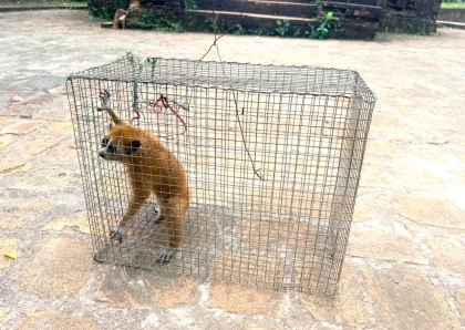 Ban Quản lý Di sản Văn hóa thế giới Mỹ Sơn tiếp nhận, thả về tự nhiên cá thể Cu li quý hiếm