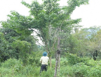 Thực hiện tốt công tác bảo vệ rừng tại  Khu bảo vệ cảnh quan di tích lịch sử văn hóa Mỹ Sơn