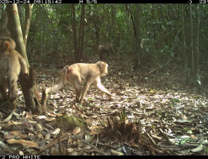 BÁO CÁO KẾT QUẢ ĐIỀU TRA ĐỘNG VẬT HOANG DÃ  THÔNG QUA GIÁM SÁT BẪY ẢNH TRÊN LÂM PHẬN KHU BẢO VỆ CẢNH QUAN DI TÍCH LỊCH SỬ – VĂN HÓA MỸ SƠN