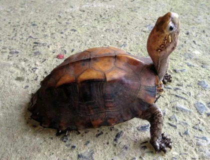 Tiếp nhận, thả cá thể rùa Sa Nhân quý hiếm về tự nhiên tại Mỹ Sơn