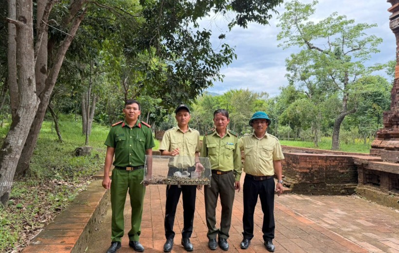Ban Quản lý Di sản Văn hóa thế giới Mỹ Sơn phối hợp thả cá thể trăn gấm  quý hiếm về rừng