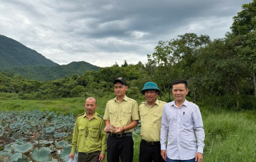 Mỹ Sơn tiếp nhận cá thể rùa hộp trán vàng quý hiếm, lan tỏa thông điệp bảo tồn đa dạng sinh học