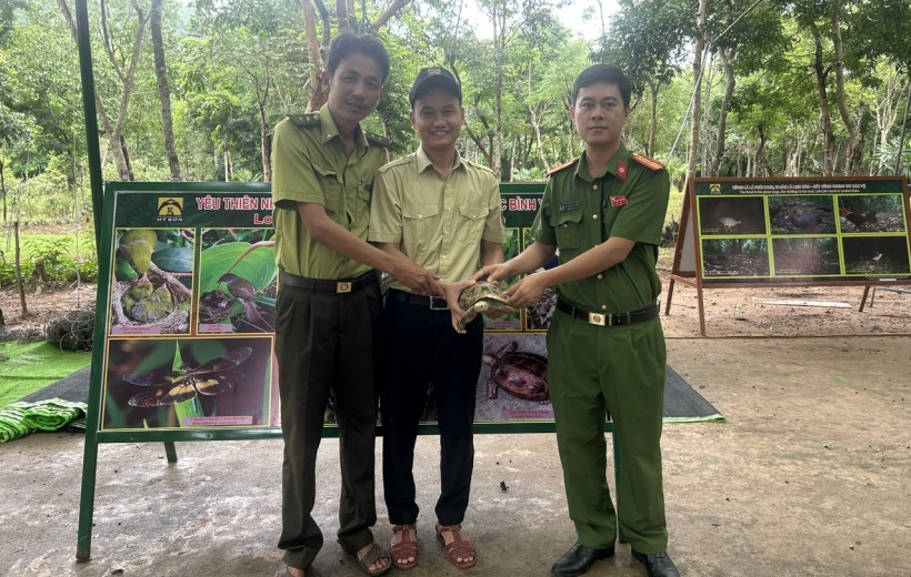 Mỹ Sơn tiếp nhận, thả về rừng cá thể Rùa núi vàng quý hiếm