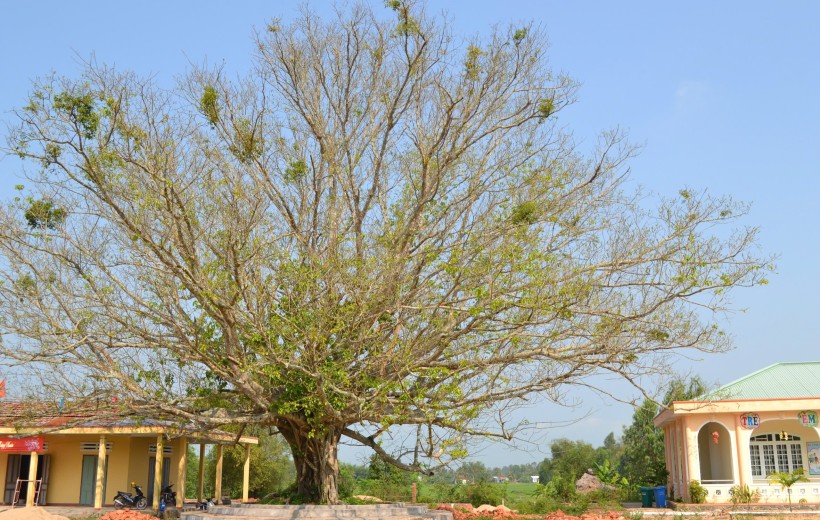 Giao thoa văn hoá Chăm – Việt vùng phụ cận di sản Mỹ Sơn